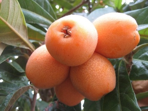 Nespole giganti eriobotrya - giganti, xl